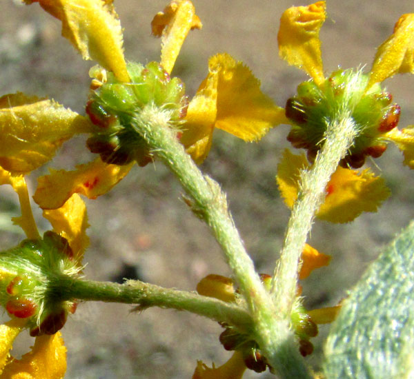 GAUDICHAUDIA CYNANCHOIDES, flower from back