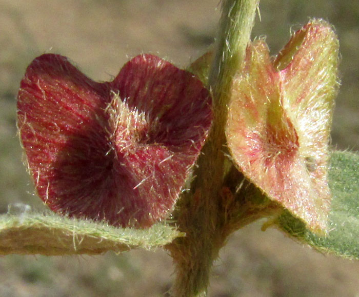 GAUDICHAUDIA CYNANCHOIDES, samaras