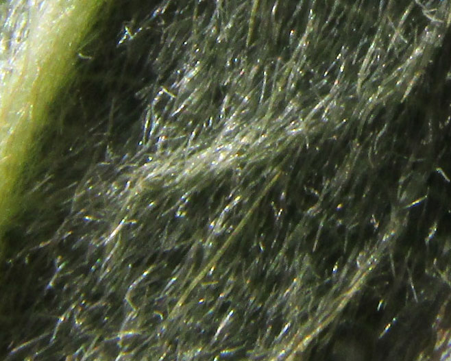 GAUDICHAUDIA CYNANCHOIDES, hair close-up