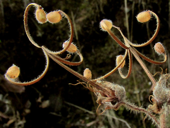 GERANIUM POTENTILLIFOLIUM, matured fruits having released their seeds