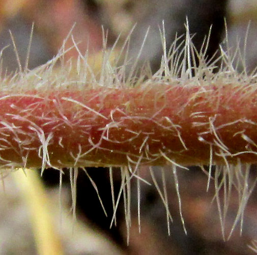 GERANIUM POTENTILLIFOLIUM, stem hairs