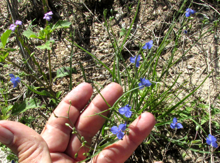 GIBASIS VENUSTULA, flowering plant in habitat