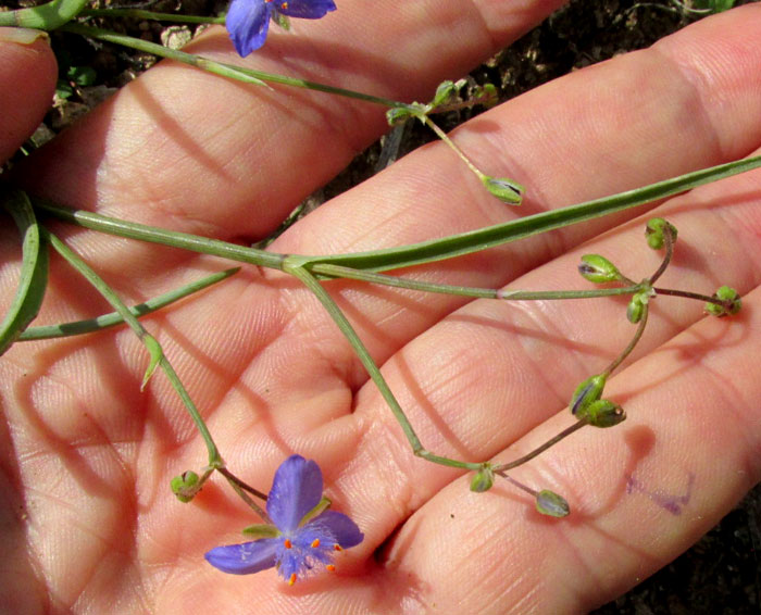 GIBASIS VENUSTULA, inflorescence branching