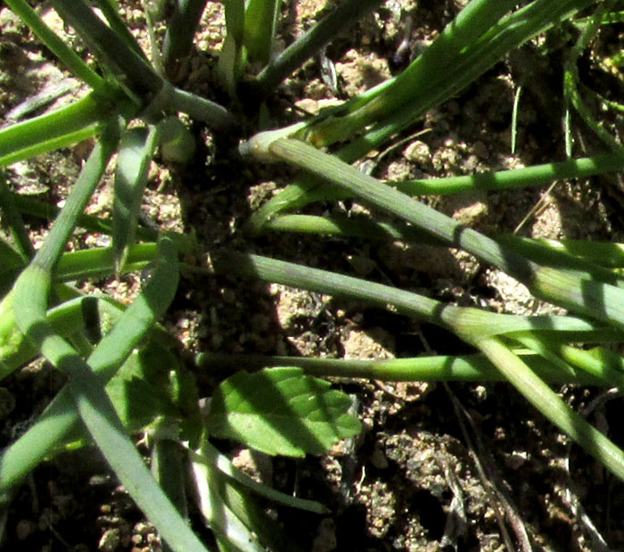 GIBASIS VENUSTULA, basal stems