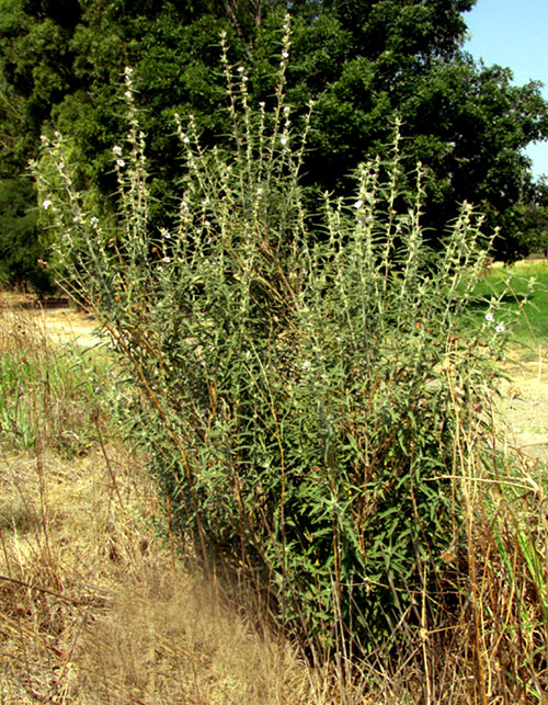 Narrowleaf Globemallow, SPHAERALCEA ANGUSTIFOLIA, plant form