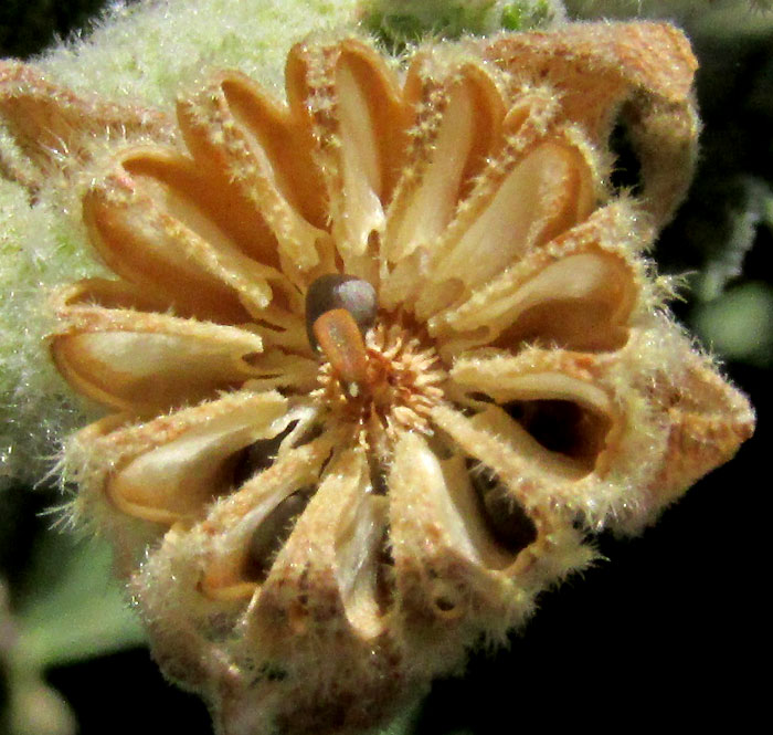 Narrowleaf Globemallow, SPHAERALCEA ANGUSTIFOLIA, schizocarp-type fruit