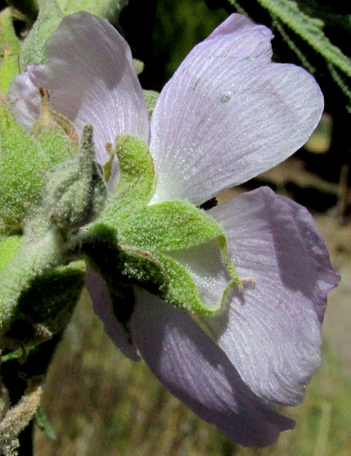 Narrowleaf Globemallow, SPHAERALCEA ANGUSTIFOLIA, calyx