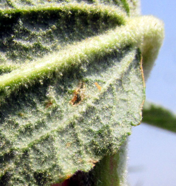 Narrowleaf Globemallow, SPHAERALCEA ANGUSTIFOLIA, stellate hairs on leaf undersurface