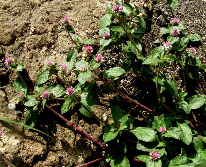 Arrasa Con Todo, GOMPHRENA SERRATA, form & habitat