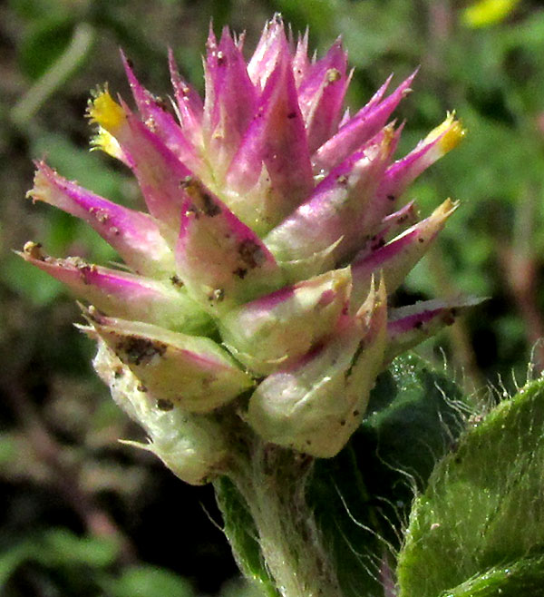 Arrasa Con Todo, GOMPHRENA SERRATA, flowering head