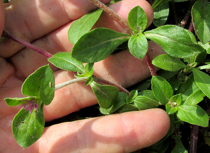 Arrasa Con Todo, GOMPHRENA SERRATA, leaves and stems