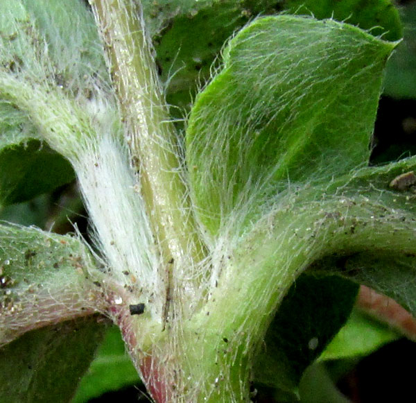 Arrasa Con Todo, GOMPHRENA SERRATA