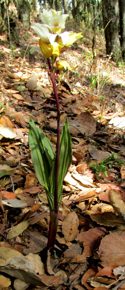 GOVENIA CAPITATA, form & habitat