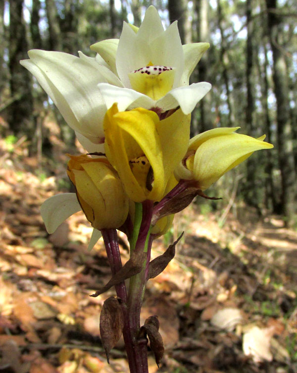 GOVENIA CAPITATA, inflorescence