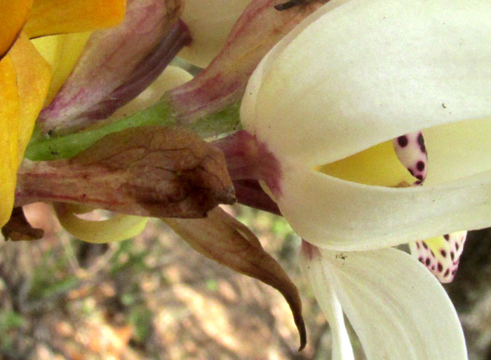 GOVENIA CAPITATA, flower from side