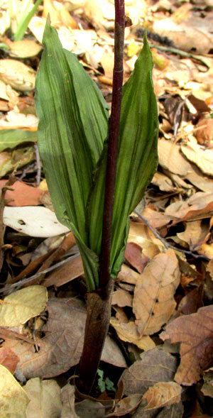 GOVENIA CAPITATA, pleated leaves