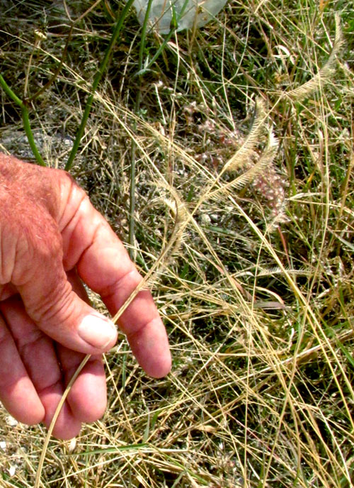 Blue Grama, BOUTELOUA GRACILIS, weedy habitat