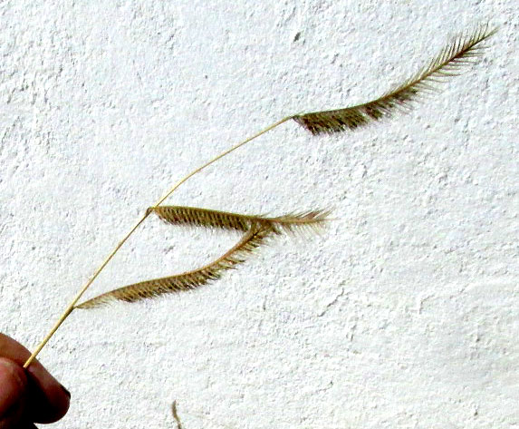 Blue Grama, BOUTELOUA GRACILIS, inflorescence branches