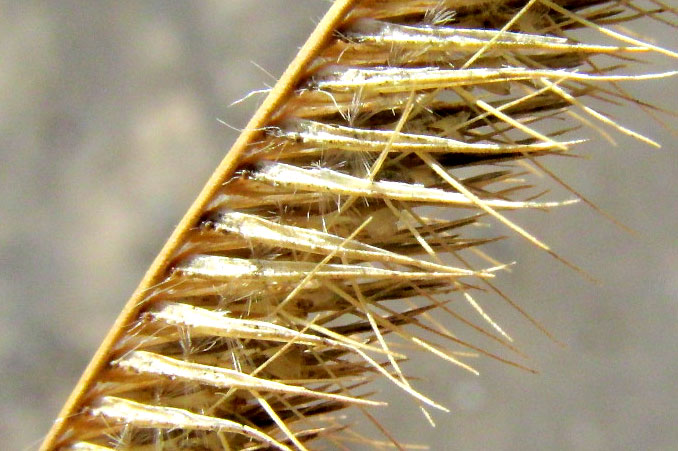 Blue Grama, BOUTELOUA GRACILIS, close-up of spikelets on lower side of rachilla