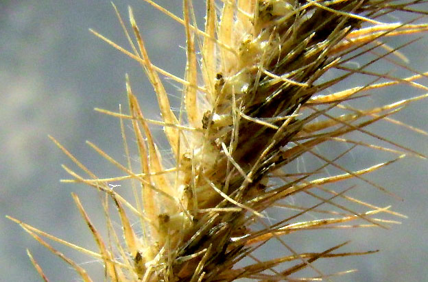 Blue Grama, BOUTELOUA GRACILIS, close-up of awned spikelets viewed from below