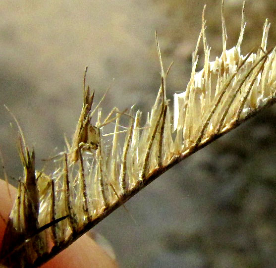 Blue Grama, BOUTELOUA GRACILIS, close-up of 2 florets remaining on branch with many glumes