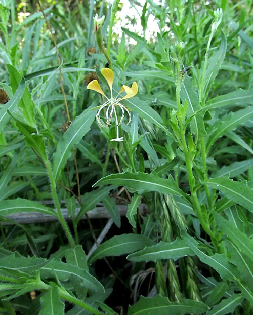 Scarlet Guara, OENOTHERA SUFFRUTESCENS, yellow flower