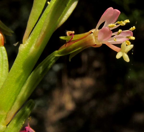 Scarlet Guara, OENOTHERA SUFFRUTESCENS, flower with ovary