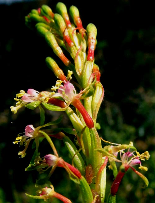 Scarlet Guara, OENOTHERA SUFFRUTESCENS, flowers atop spike