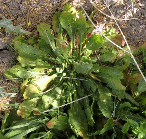 Scarlet Guara, OENOTHERA SUFFRUTESCENS, rosette form