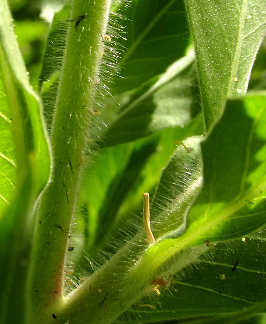 Scarlet Guara, OENOTHERA SUFFRUTESCENS, hairy stems and leaves