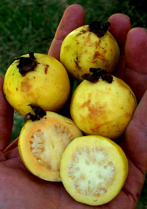 guavas