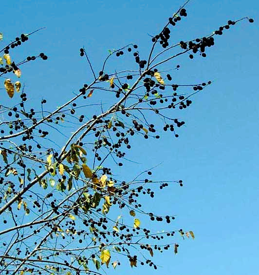 Guácima, GUAZUMA ULMIFOLIA