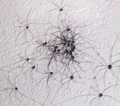 Harvestmen, or Daddy Longlegs