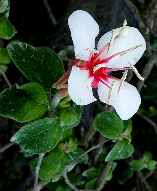 HAUYA ELEGANS