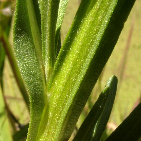 'Mexican Sneezeweed' or Cabezona, HELENIUM MEXICANUM, stem and leaf attachment