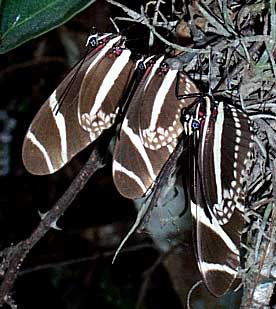 Zebra Longwing Butterflies, HELICONIUS CHARITONIUS
