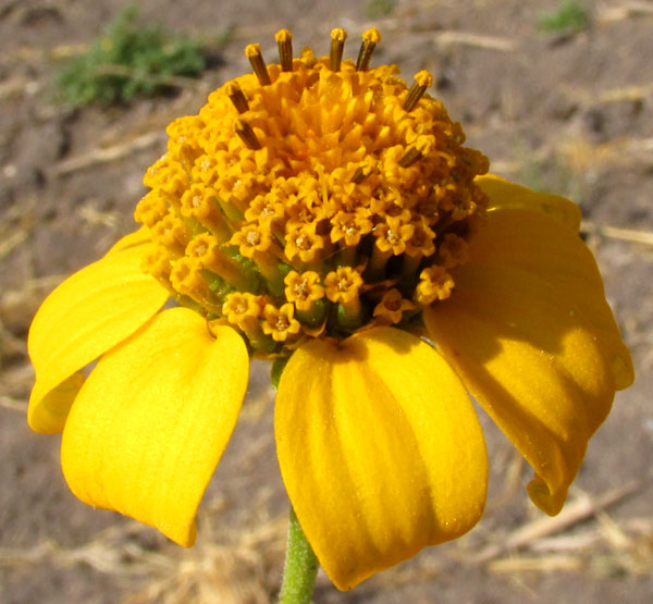 Cabezona, HELIOPSIS ANNUA, blossom