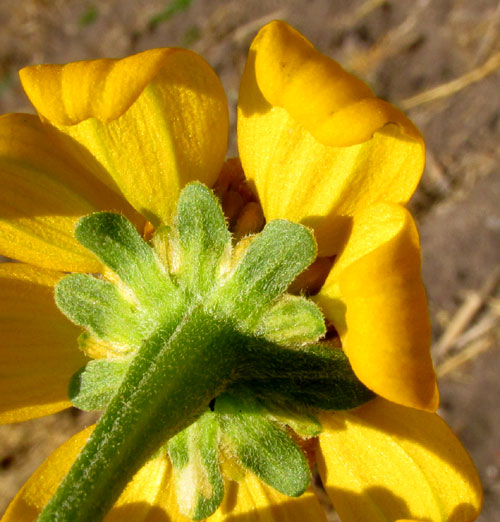 Cabezona, HELIOPSIS ANNUA, receptacle bracts