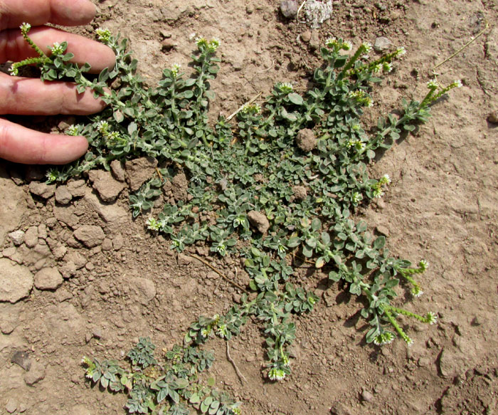 Prostrate Heliotrope, HELIOTROPIUM PROCUMBENS, in habitat