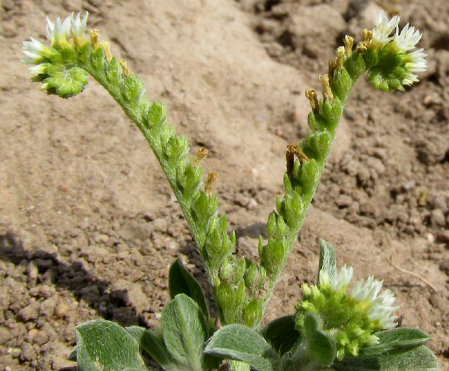 Prostrate Heliotrope, HELIOTROPIUM PROCUMBENS, scorpioid inflorescence