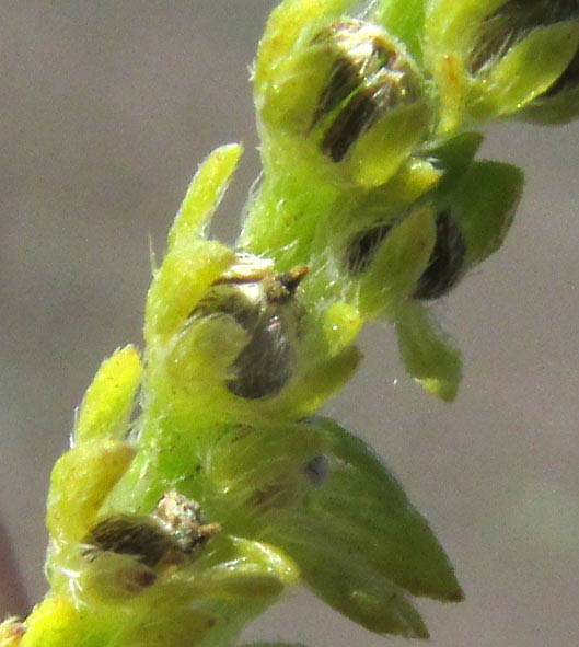 Prostrate Heliotrope, HELIOTROPIUM PROCUMBENS, fruit developing into four nutlets or mericarps