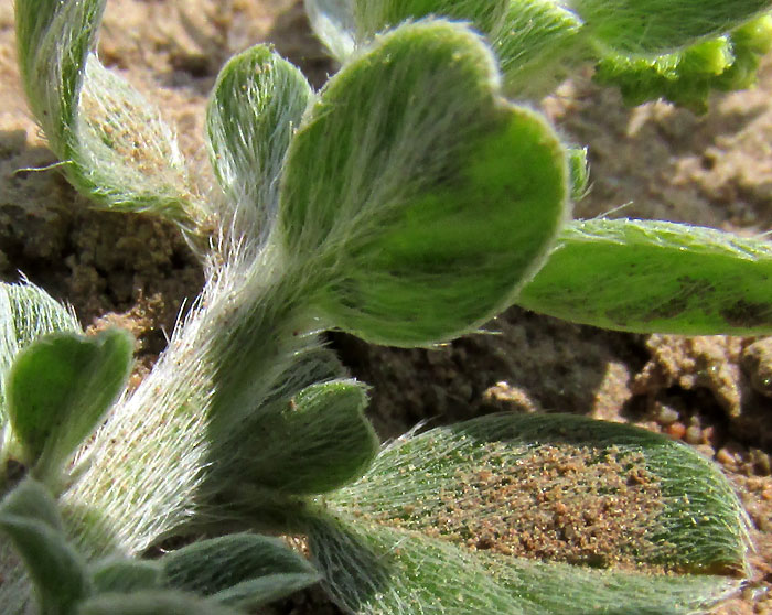 Prostrate Heliotrope, HELIOTROPIUM PROCUMBENS, strigose hairs