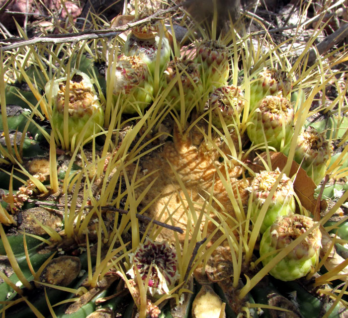 Ferocactus histrix, fruits