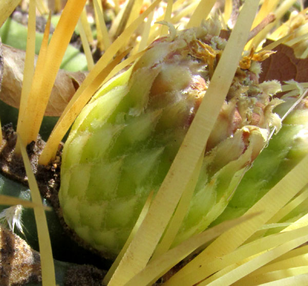 Ferocactus histrix, spineless fruit