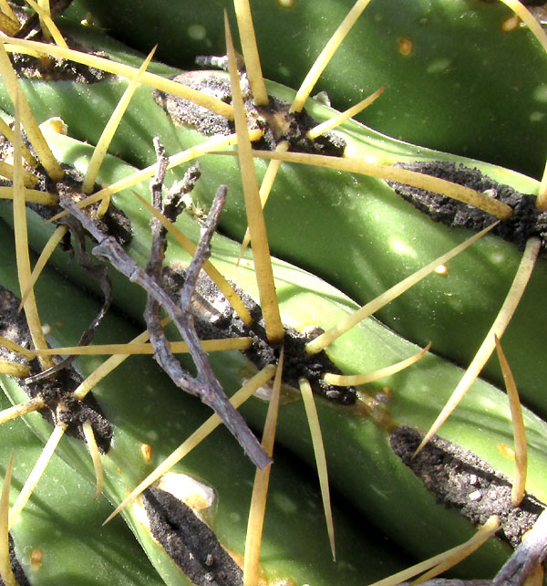 Ferocactus histrix, spine dispostion