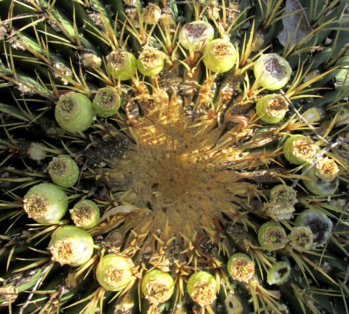 Ferocactus histrix, fruits