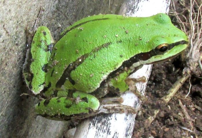 Mountain Treefrog, HYLA EXIMIA