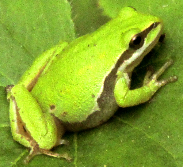 Mountain Treefrog, HYLA EXIMIA, few black markings