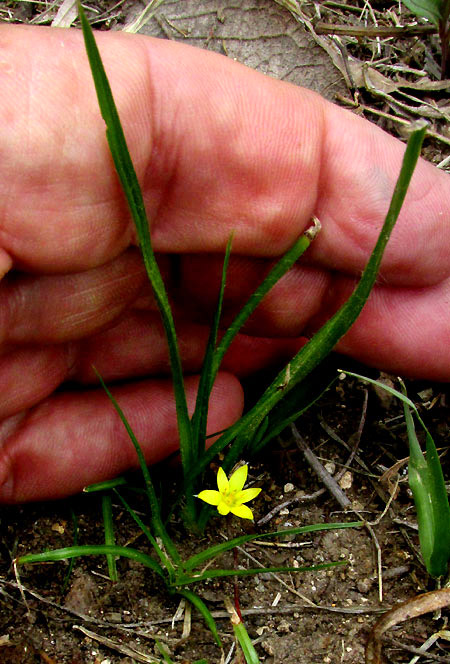 Mexican Yellow Star-grass, HYPOXIS DECUMBENS