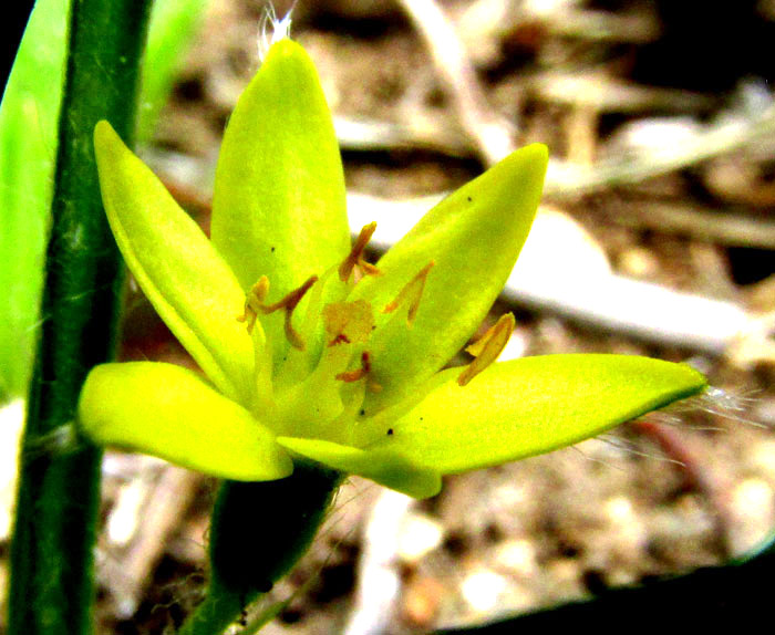 Mexican Yellow Star-grass, HYPOXIS DECUMBENS, flower from above